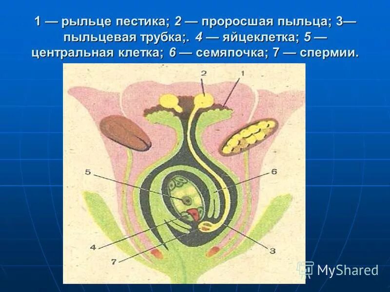 Проросшая пыльца