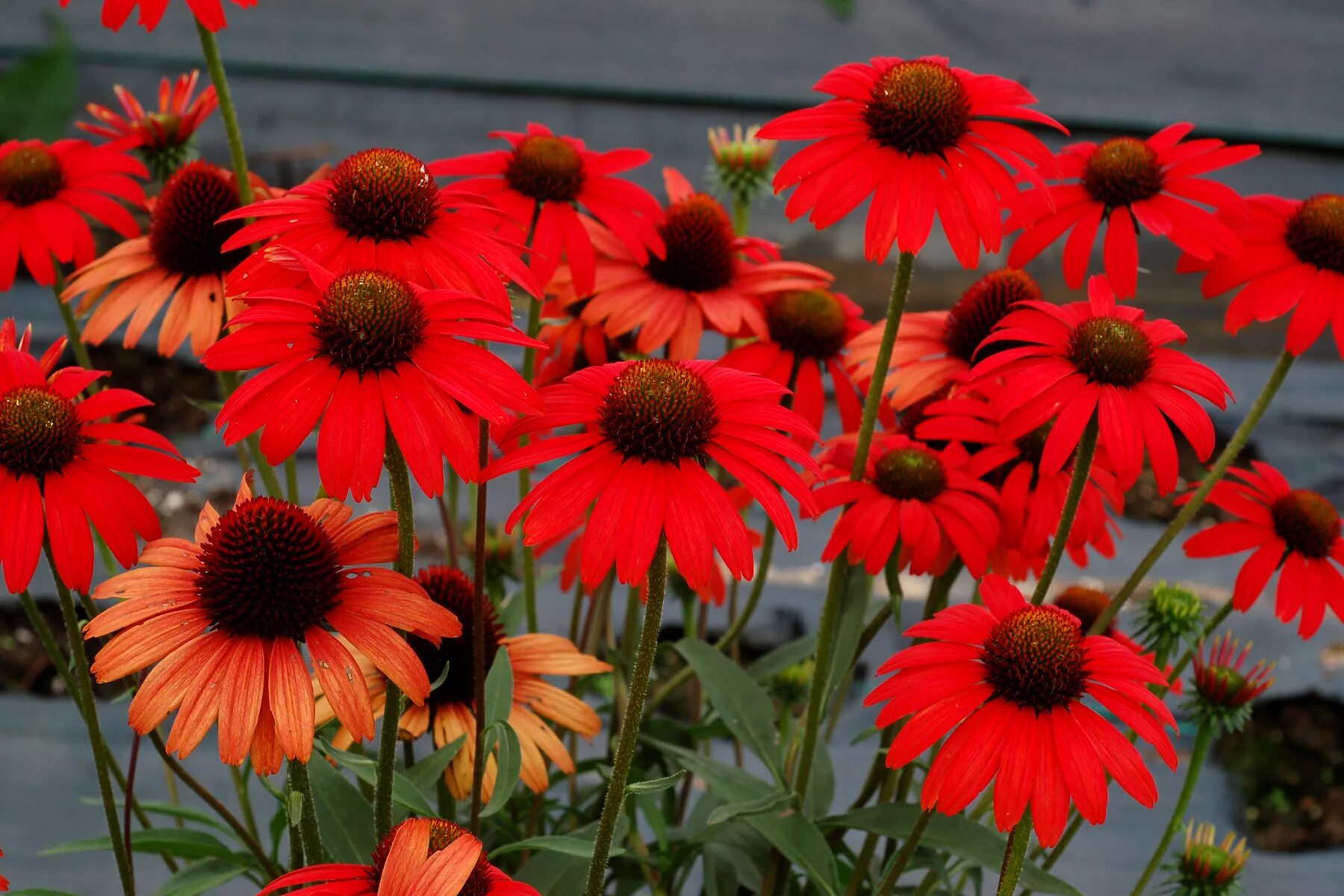 Эхинацея красная. Эхинацея пурпурная Дикси Скарлет Echinacea purpurea Dixie Scarlet. Эхинацея Dixie Scarlet. Эхинацея Red Pearl. Эхинацея шляпа