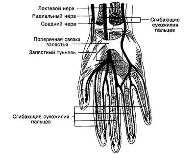 Лимфоузлы на руке