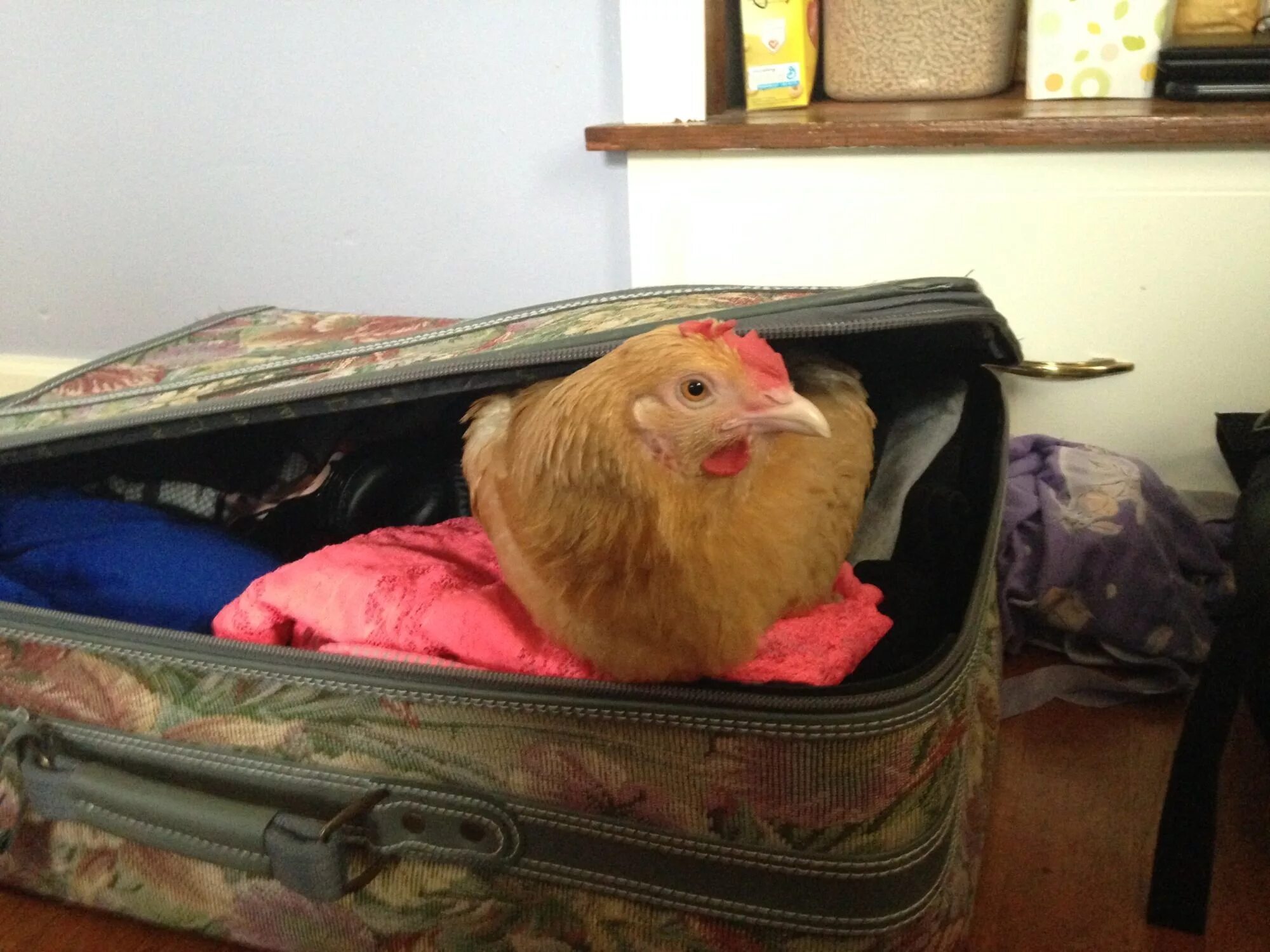 Курица в домашнем хозяйстве. Курица с чемоданом. Куры. Домашняя Курочка в квартире. Живые куры.