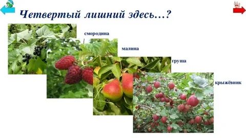 Яблоня смородина