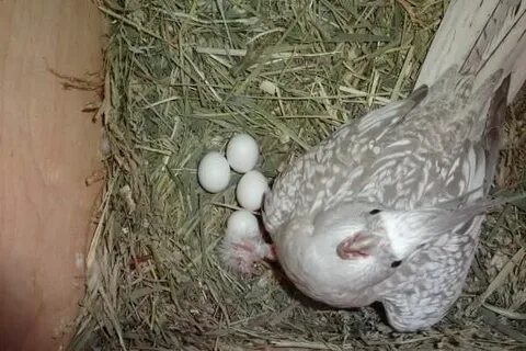 Корелла снесла без самца что делать