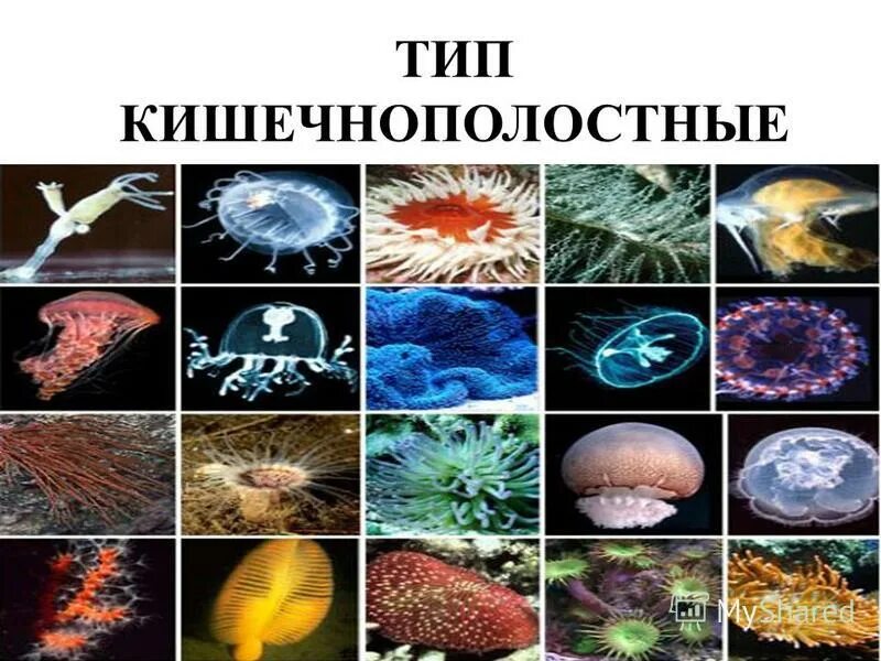 беспозвоночные кишечнополостные