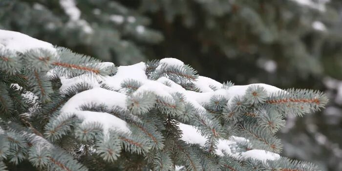 Теневой бражник леди баг. 20 января праздник удивительный день совпадений. Бражник 20 января. Бражник 20 января. Бражник языкан обыкновенный гусеница.