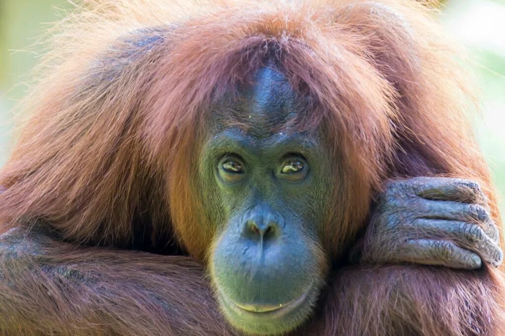 Самая человекообразная обезьяна. Человекообразные обезьяны орангутанг. Шимпанзе горилла орангутан. Орангутанг Понго. Человекообразные обезьяны (шимпанзе, орангутанг, горилла).