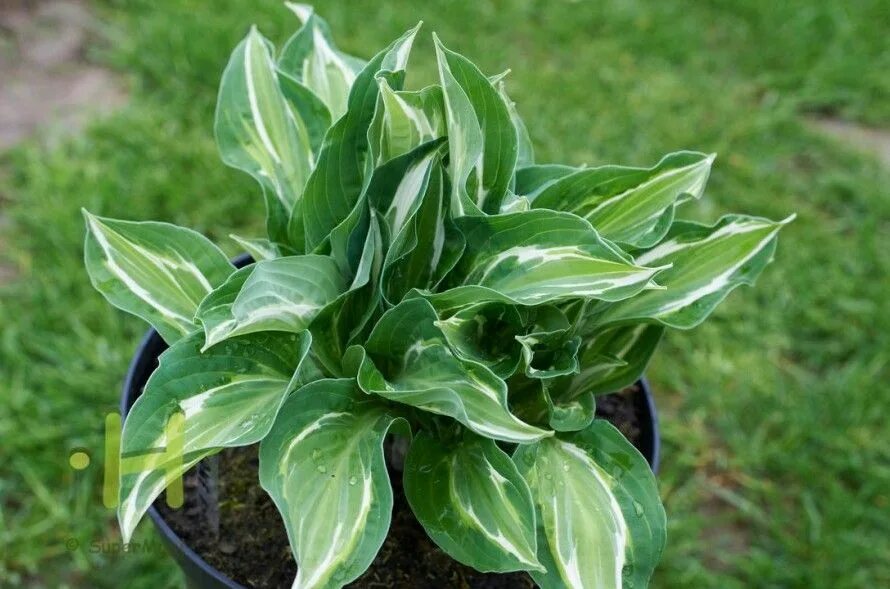 Хоста снейк айз hosta snake eyes. Хоста snake. Хоста змеиный глаз. Хоста снэк айс. Хоста снейк айз hosta snake eyes.