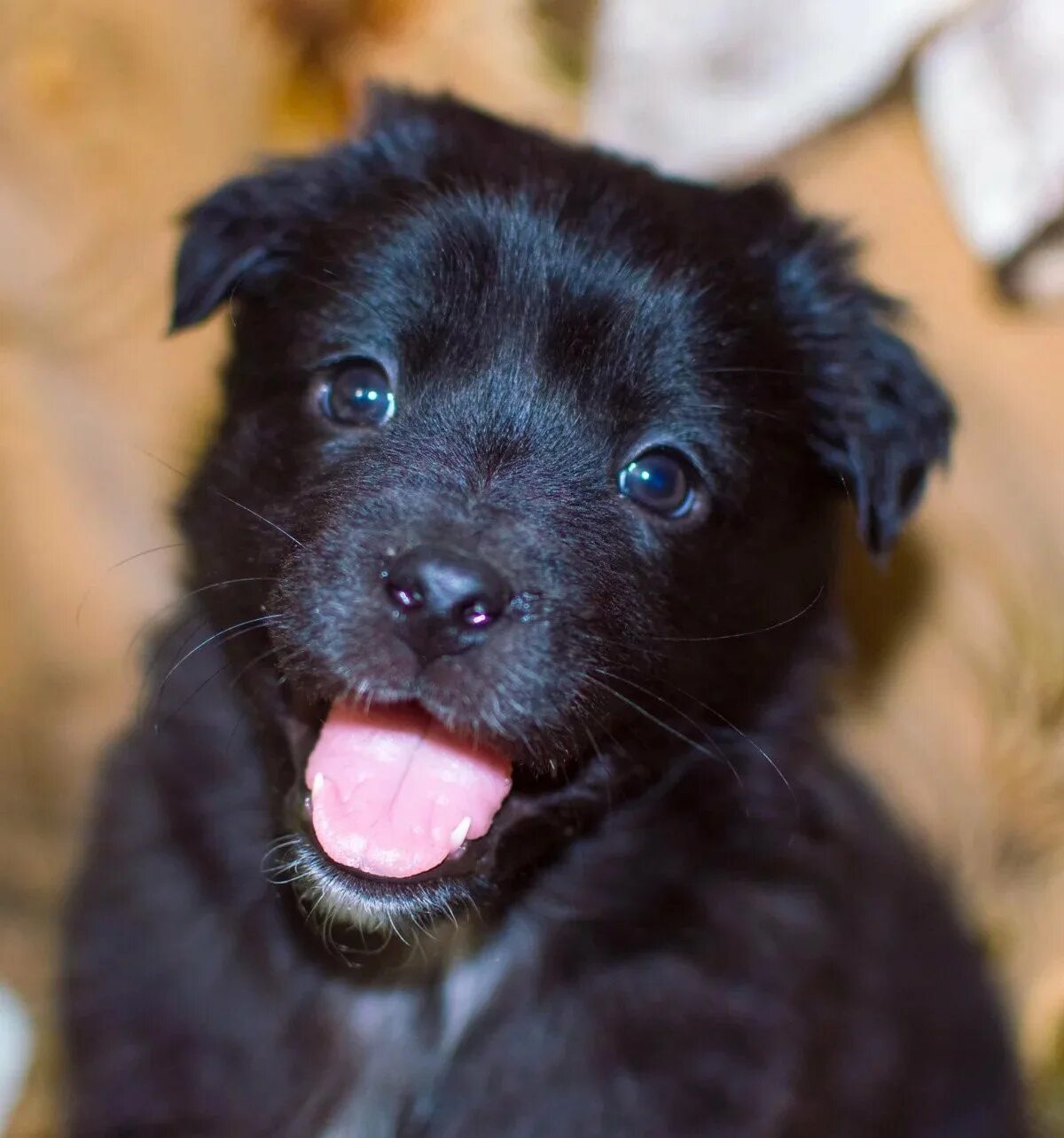 Сонник щенок черный. Черный щенок дворняжки. Черный щенок дворняги 3 месяца. Черная маленькая собачка дворняжка. Дворняжка собака щенок черный.