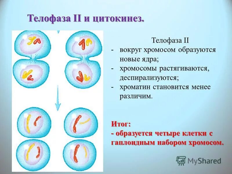 Мейоз 2 телофаза 2. Телофаза 2 хромосомы набор. Телофаза мейоза 2 набор. Телофаза 1.