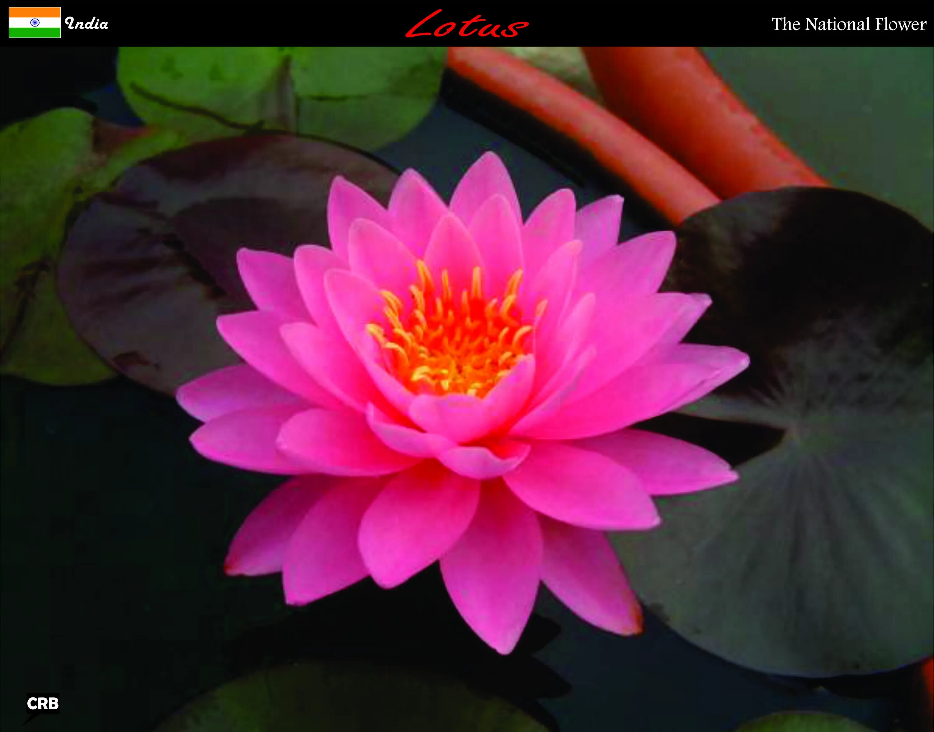 Лотос фото цветок красная книга Лотос Орехоносный Nelumbo Nucifera ЦВЕТОК БЛИЖЕ. доп. фото. СЕМЕНА