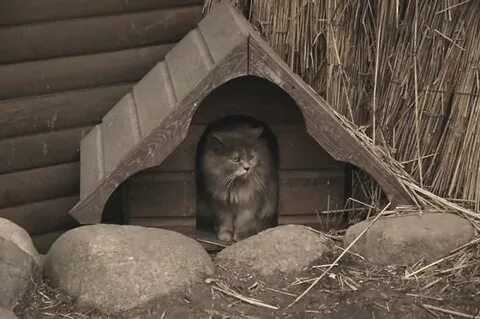 Дверь выпили