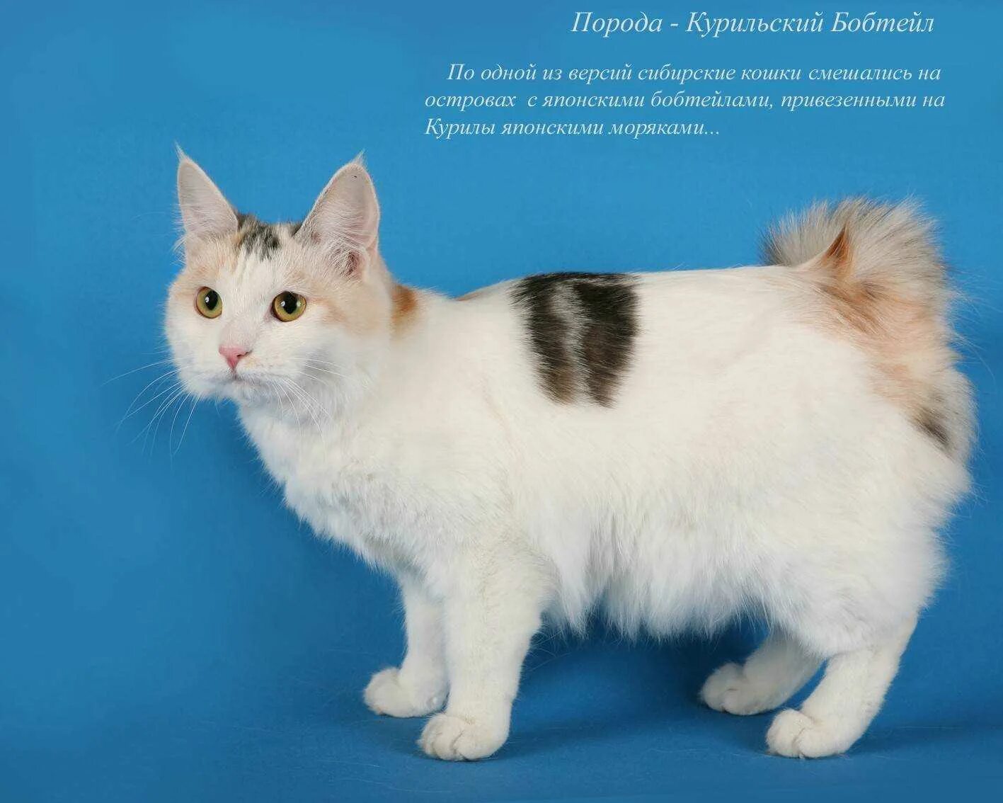 Рассмотрите фотографию кошки породы японский бобтейл. Японский бобтейл длинношёрстный. Бобтейл кошка. Японский бобтейл короткошёрстный. Японский бобтейл кошка.