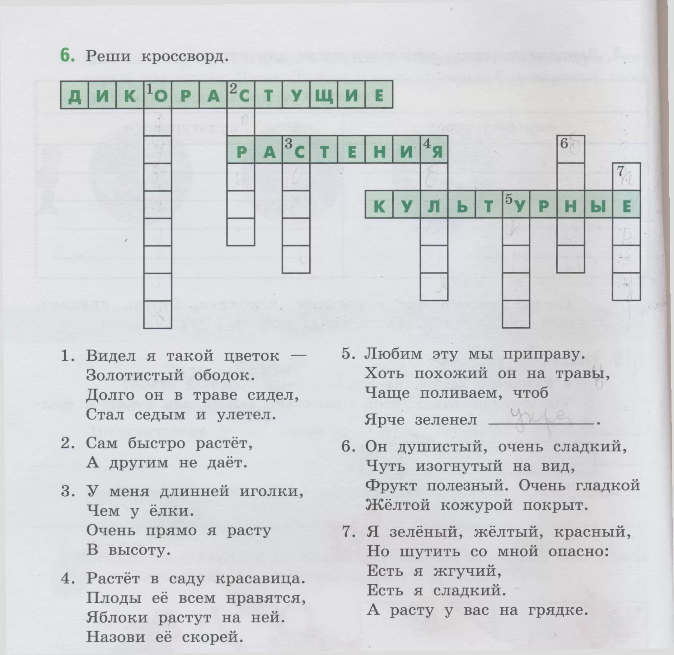 Кроссворд на тему культурные растения. Кроссворд Дикие и культурные растения. Кроссворд на тему растения. Кроссворд на тему дикорастущие растения.