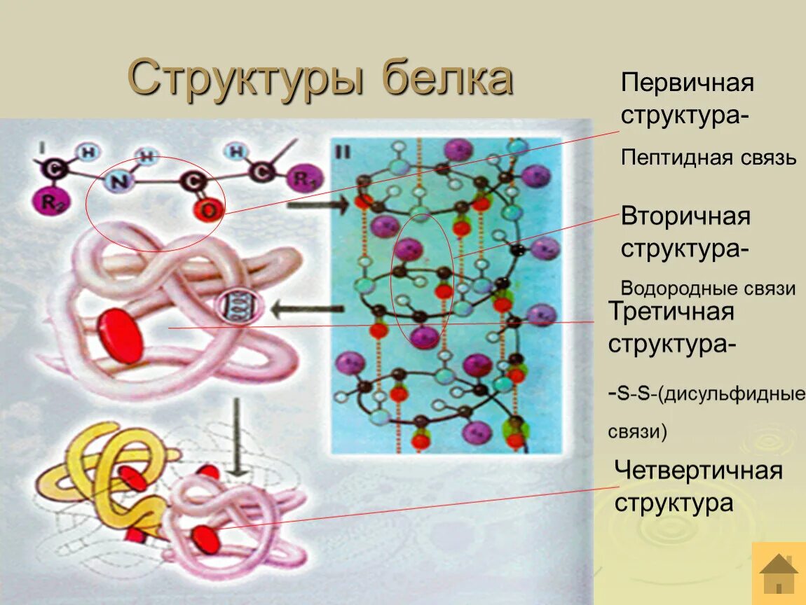 Третичная структура белка связи. Связи в третичной молекуле белка. Третичная структура белка структуры белка. Связи в третичной молекуле белка. Связи в третичной молекуле белка.
