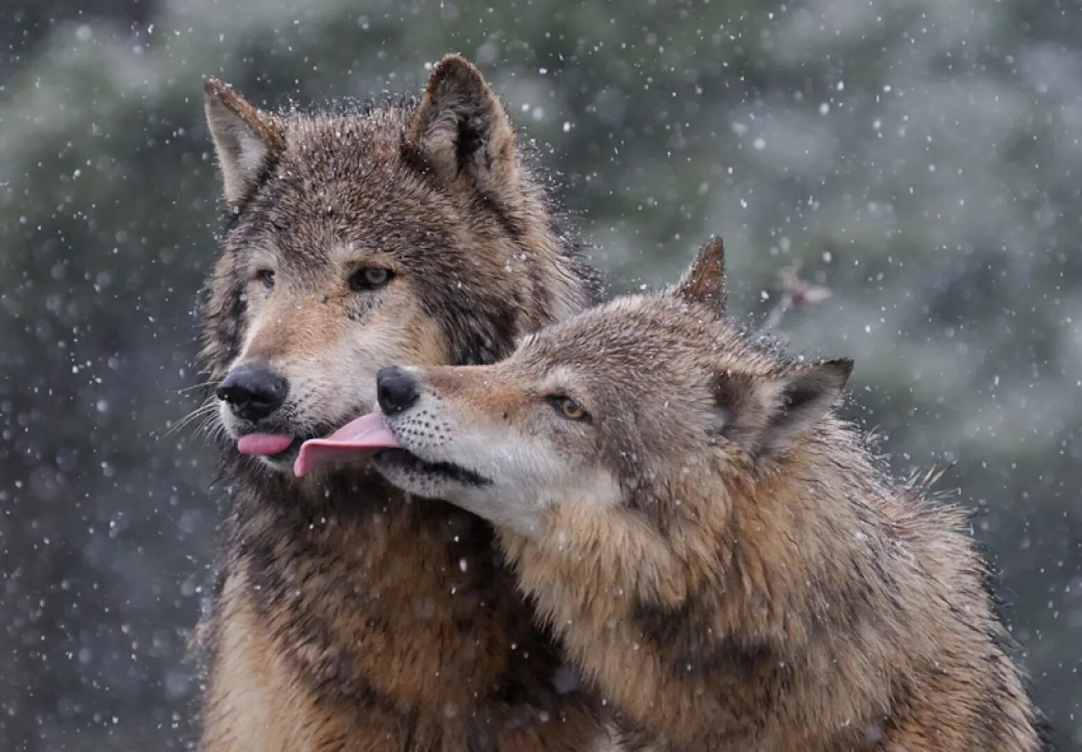 Волки любовь. Волк и волчица. Волки преданность. Влюбленные волки. Верность похожие