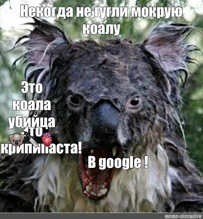 Мокрая коала нельзя гуглить. Страшная коала. мокрая коала. злая мокрая коала.