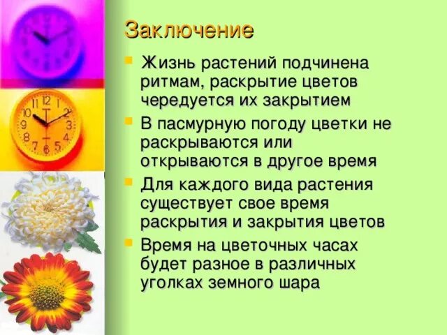 Биологические часы 5 класс. Цветочные часы часы. Цветочные часы проект. Цветочные часы биология. Цветочные часы презентация.