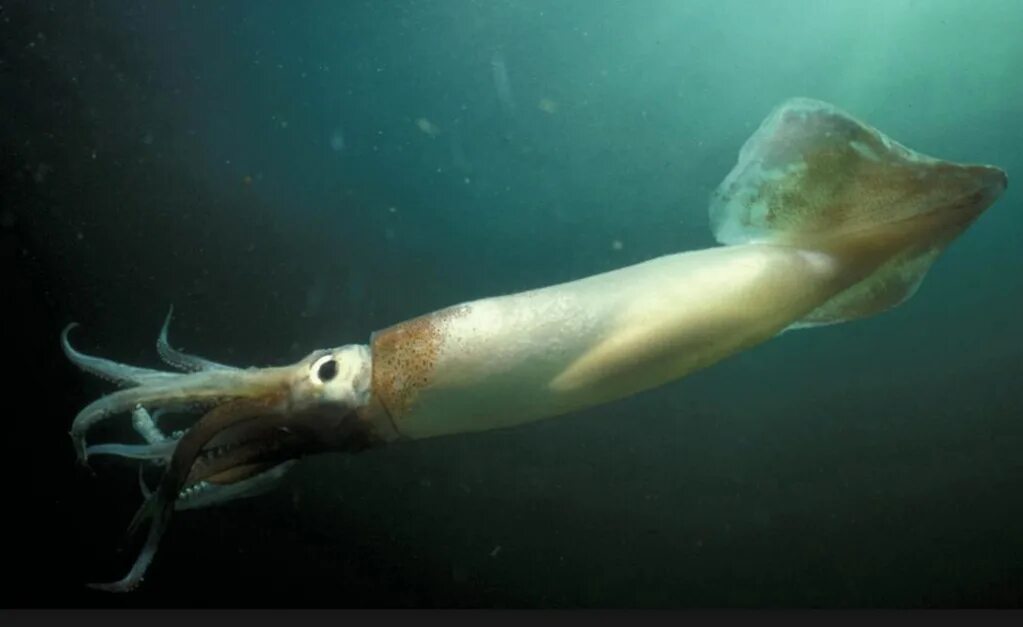 Адский вампир глубоководный моллюск. Octopoteuthis deletron. Клион моллюск. Головоногий. Глубоководный кальмар.