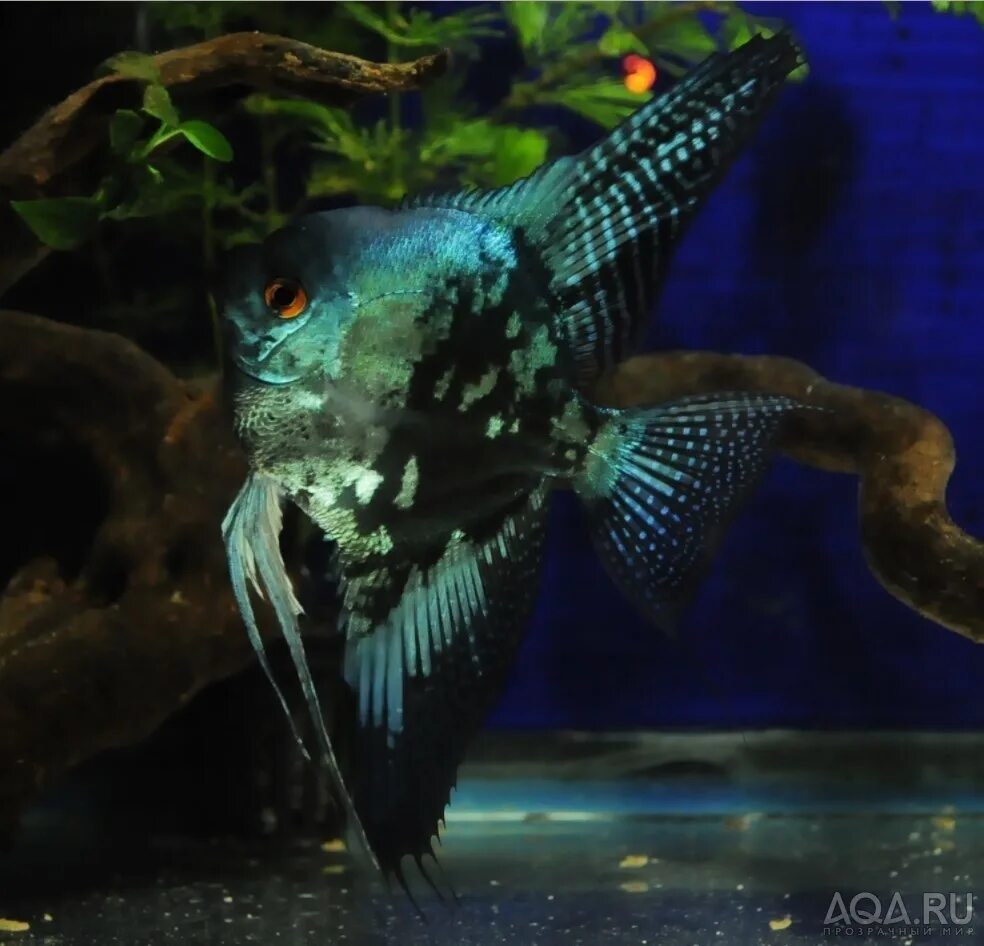 Скалярия параиба. Скалярия параиба голубая. Аквариумные рыбки богати. Скалярия параиба фантом. Рыбки гаишники аквариумные рыбки.