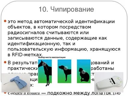 Зачем чипируют собак