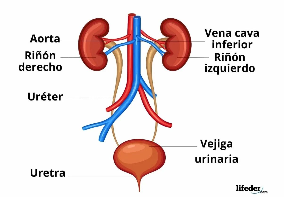 Urinary system. Мочевыделительная система. Мочевыделительная система на английском. Urinary System diagram.