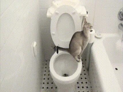 Сколько раз писает кошка
