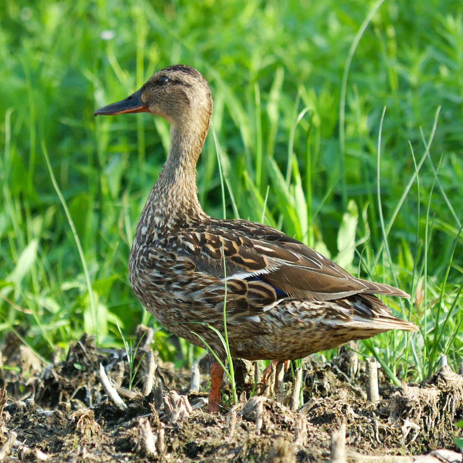 Утка и чайка. Решиутка. Серый утенок лебедя фото на белом фоне. Решиутка. Мандаринки утки снеговая падь.