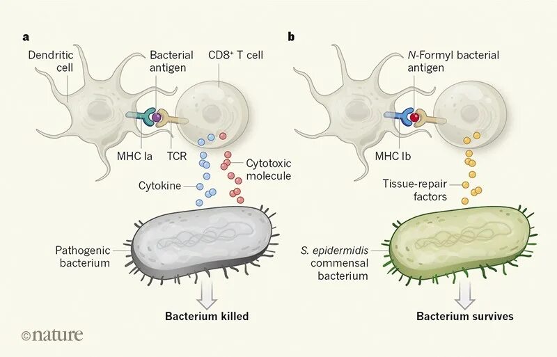 Токсины антигены. Cd8 клетки. Cd8 молекулы на поверхности т клетки связываются с. Antigens bacterial Cell. Цитокин и бактерия.