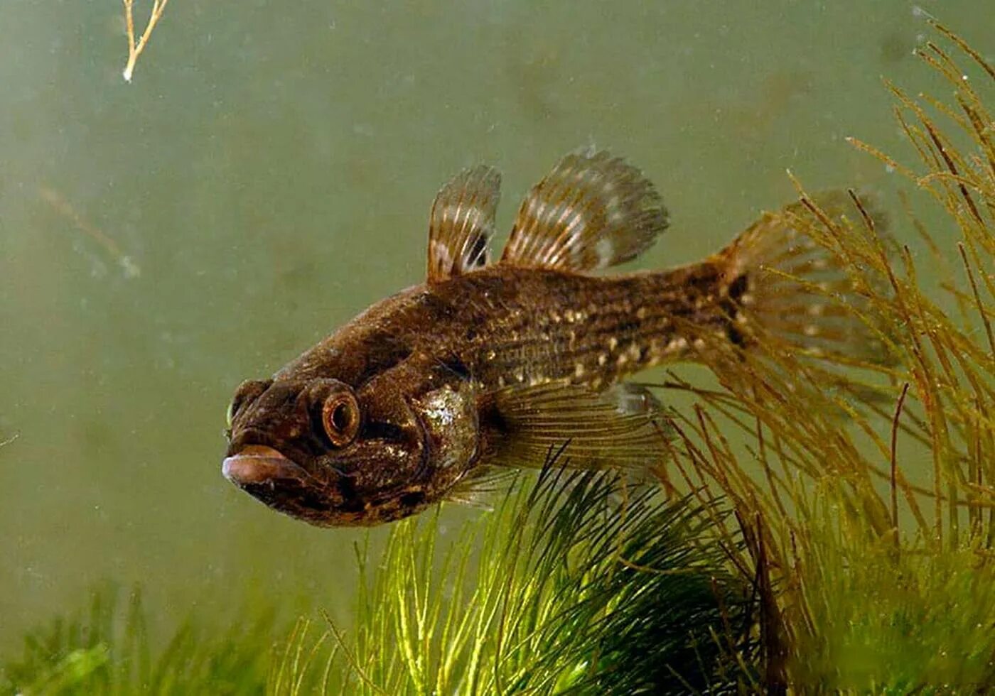 Бычок подкаменщик черноморский. Амурский ротан-головешка. Рыба ротан головешка. Ротан головешка рыба. Ратан головешка.