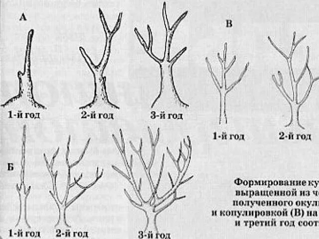 Формировка куста сирени. Омолаживание куста сирени. Кронирование сирени. Формировка куста сирени. Сирень формирование куста.