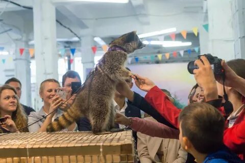 Охота на енота спб