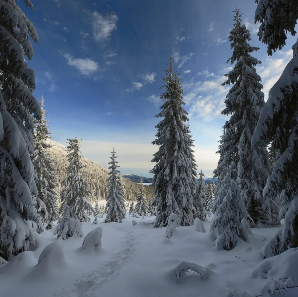 Красивый зимний лес. Пейзаж зимнего леса. Зимний пейзаж с елями. Зимний Лесной пейзаж. Заколдованный зимний лес.