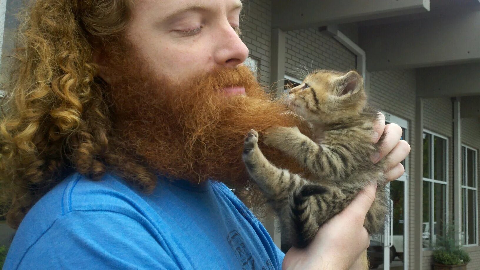 Кот с усами и бородой. Бородатая кошка. Кот с усами и бородой. Котик с бородой. Кот велосипедист.