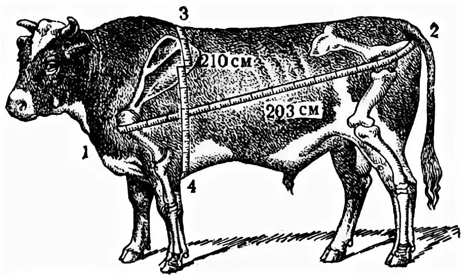 Живой вес быка цена. Таблица живого веса КРС Быков. Таблица живого веса крупного рогатого скота. Таблица промеров КРС. Схема обмера КРС живого веса.