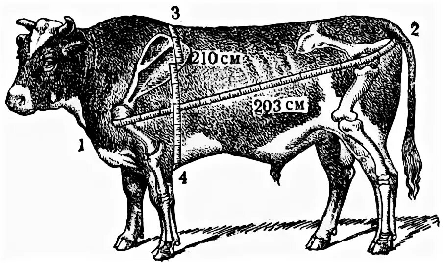 Живой вес теленка. Таблица живого веса КРС Быков. Таблица живого веса крупного рогатого скота. Таблица промеров КРС. Схема обмера КРС живого веса.