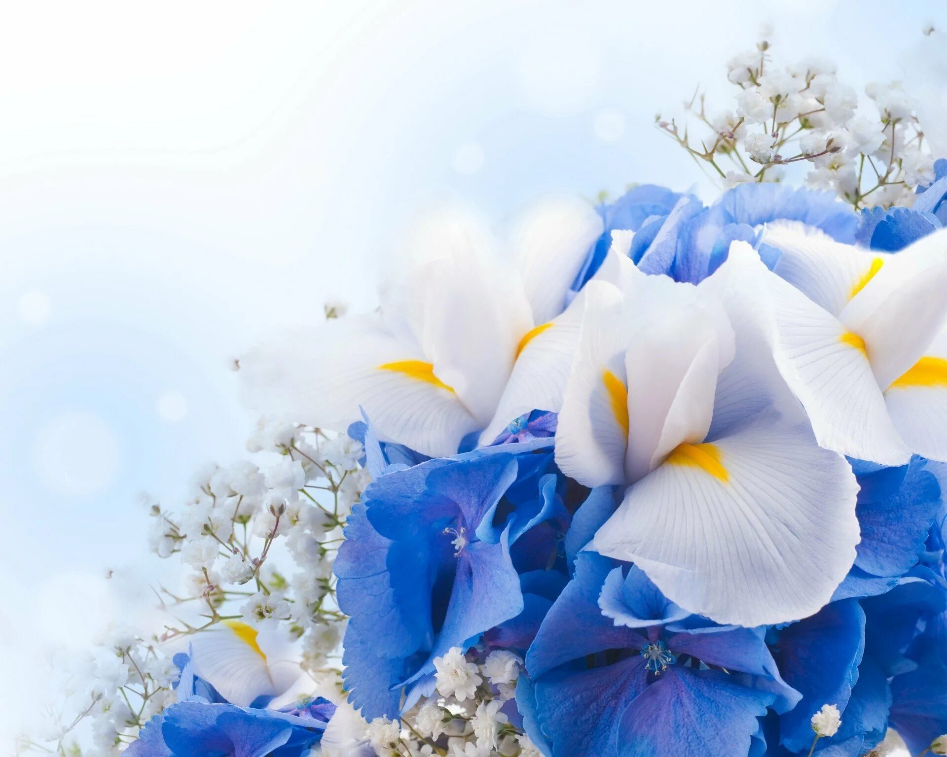 Ирис Блю Уайт. Блуе Фловер. Голубые цветы. Весенний букет фон