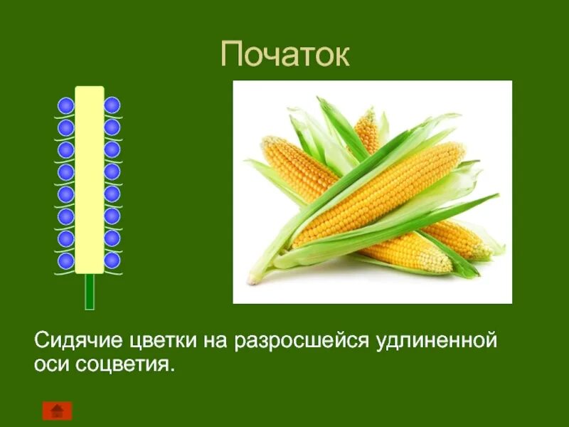 Строение початка кукурузы. Строение соцветия початок. Цветы с соцветием початок. Строение соцветия кукурузы. Сложный початок