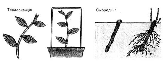 Как размножить лимонник. Размножение лимонника черенками. размножение лимонника китайского черенками весной. лимонник китайский размножение. размножение рябины красной черенками.