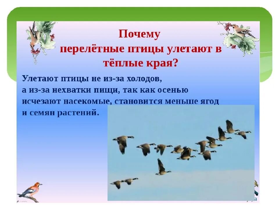 Почему в теплые края. Перелетные птицы. перелетные птицы осенью для дошкольников. перелетные птицы улетают в теплые края детям. перелетные птицы в теплых краях.