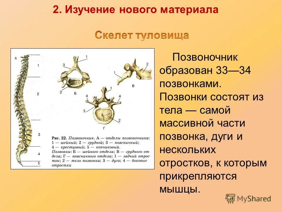 Тест по биологии по теме скелет. Биология 8 класс . скелет человека позвонки. скелет туловища. скелет туловища человека позвоночник. строение скелета туловища.