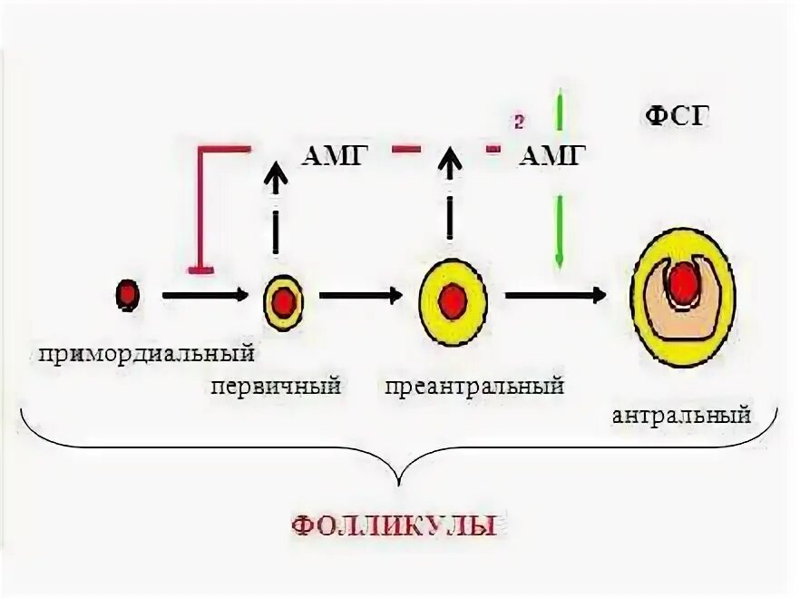 Протокол при низком амг. Протокол при низком амг