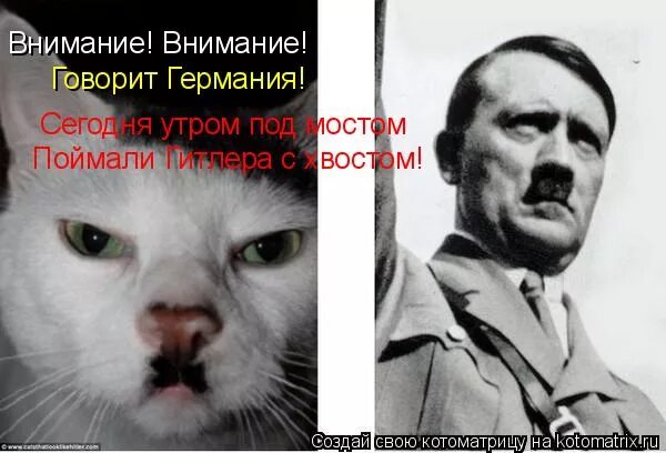 Мем с котом гитлером Prikol Up YouTube