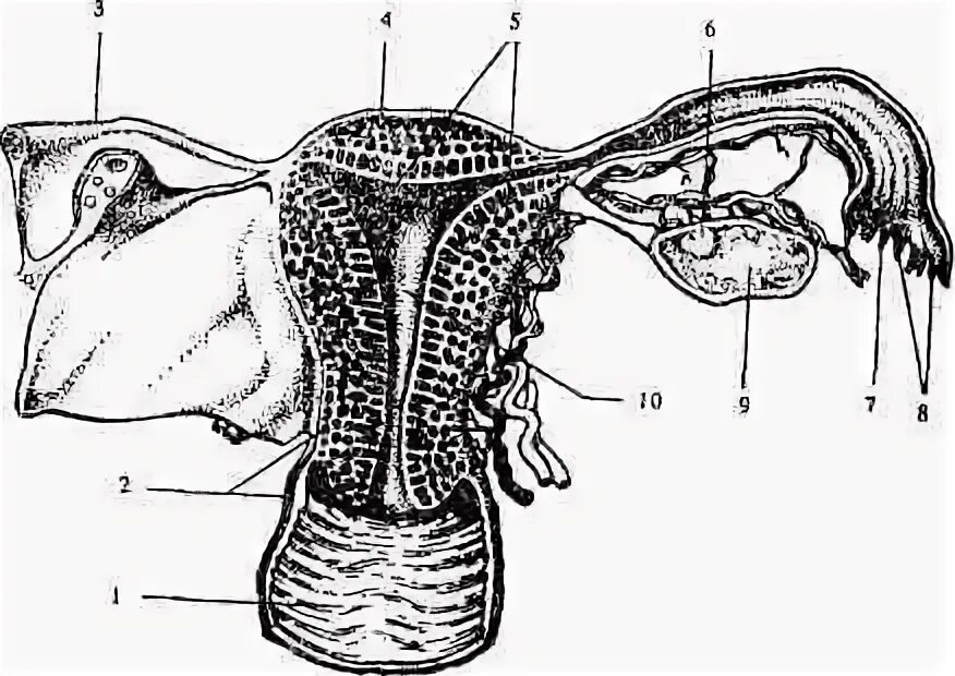 Биология женские органы. Внутренние женские половые органы. Женские половые органы строение. Женский половой орган в разрезе. Подпишите названия внутренних половых органов.