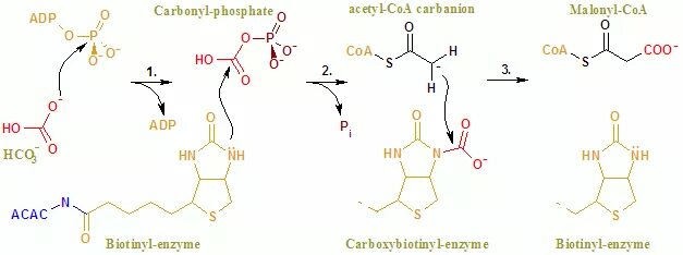 Механизм реакций с биотином. Ацетил КОА карбоксилаза. Биотин карбоксилаза. Активация ацетил КОА карбоксилазы. Коа лак