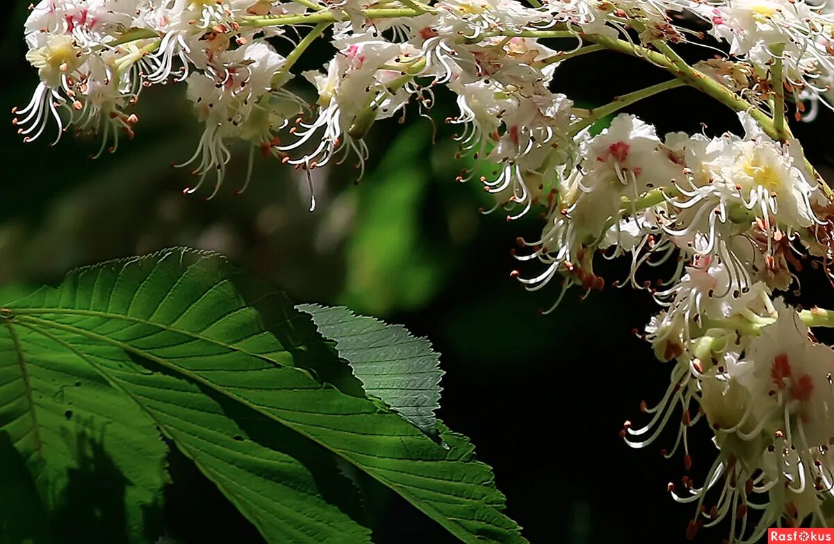 Цветущий каштан. Каштан дерево цветет. Цветущий каштан дерево. Цветут каштаны кисловодск. Цветущее дерево каштана.