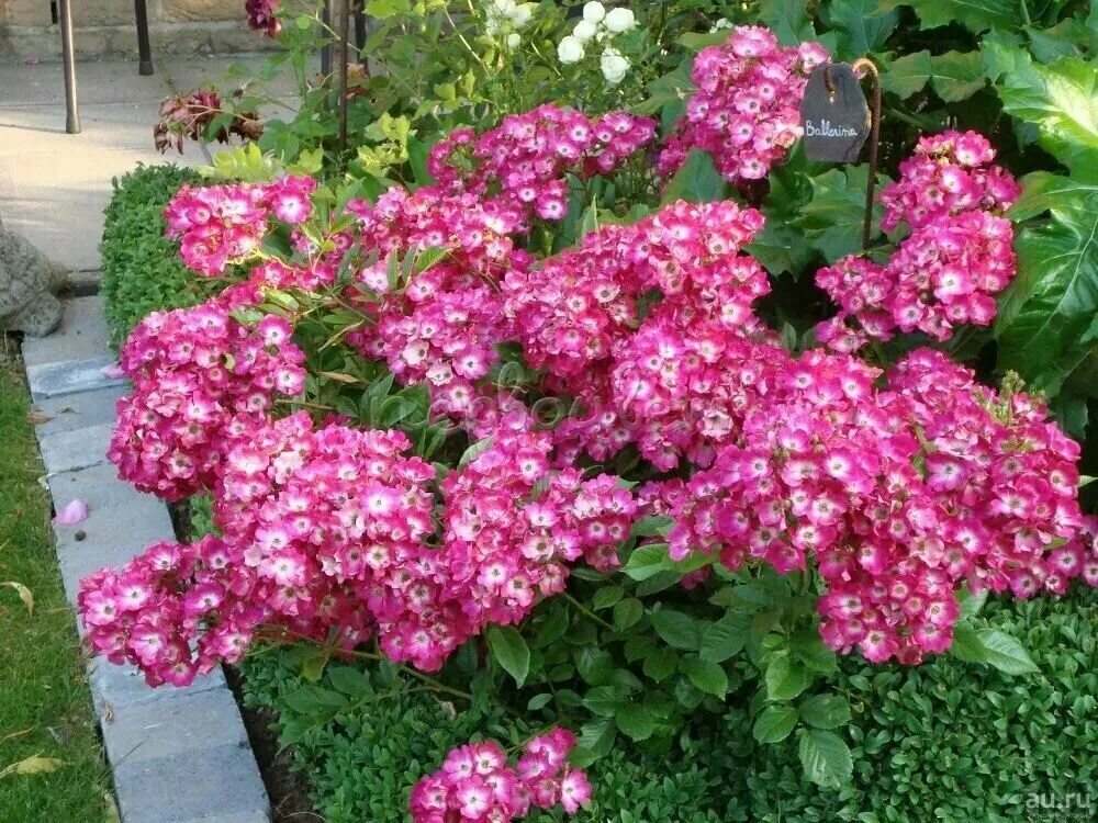 Саженец Роза Хэвенли Пинк (Rosa Heavenly Pink) купить в Москве по низкой цене из