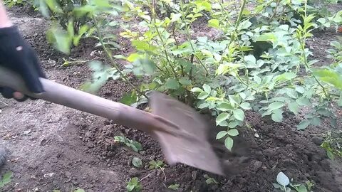 Почему розы перерождаются в шиповник что делать
