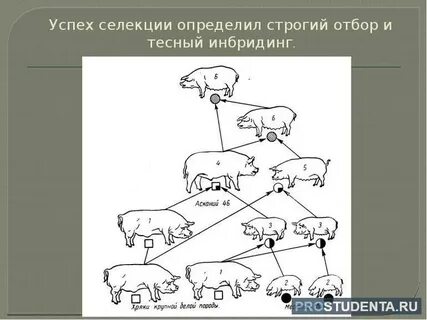 В селекции животных близкородственное