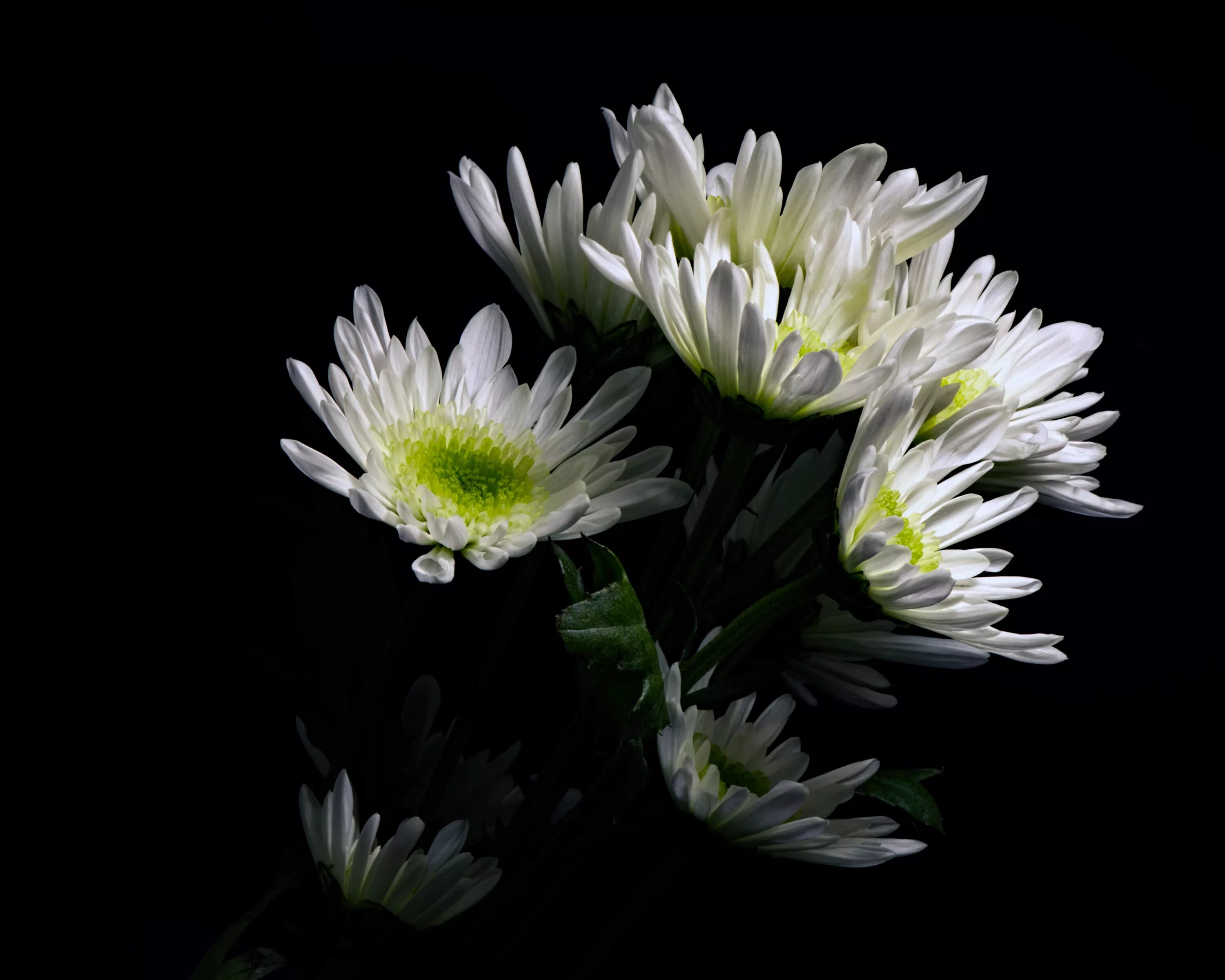 хризантема корейская полумахровая. хризантемы на черном фоне. хризантема одноголовая ламира. букет хризантем в машине ночью. хризантемы ночью.