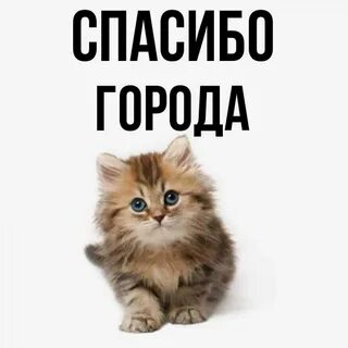 Номер димон