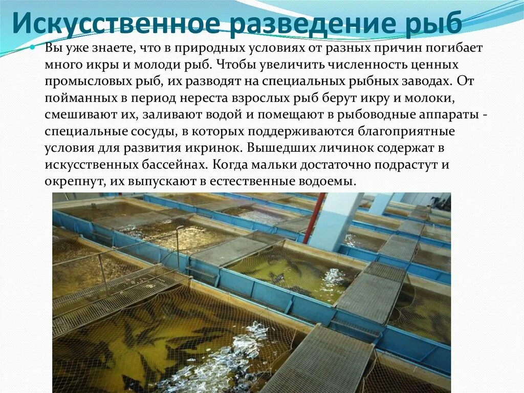 Почему очень важно развивать рыболовство в искусственных